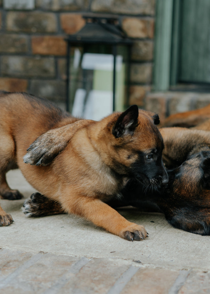 Two dogs lying on a stone surface with a brick wall and green door in the background.
