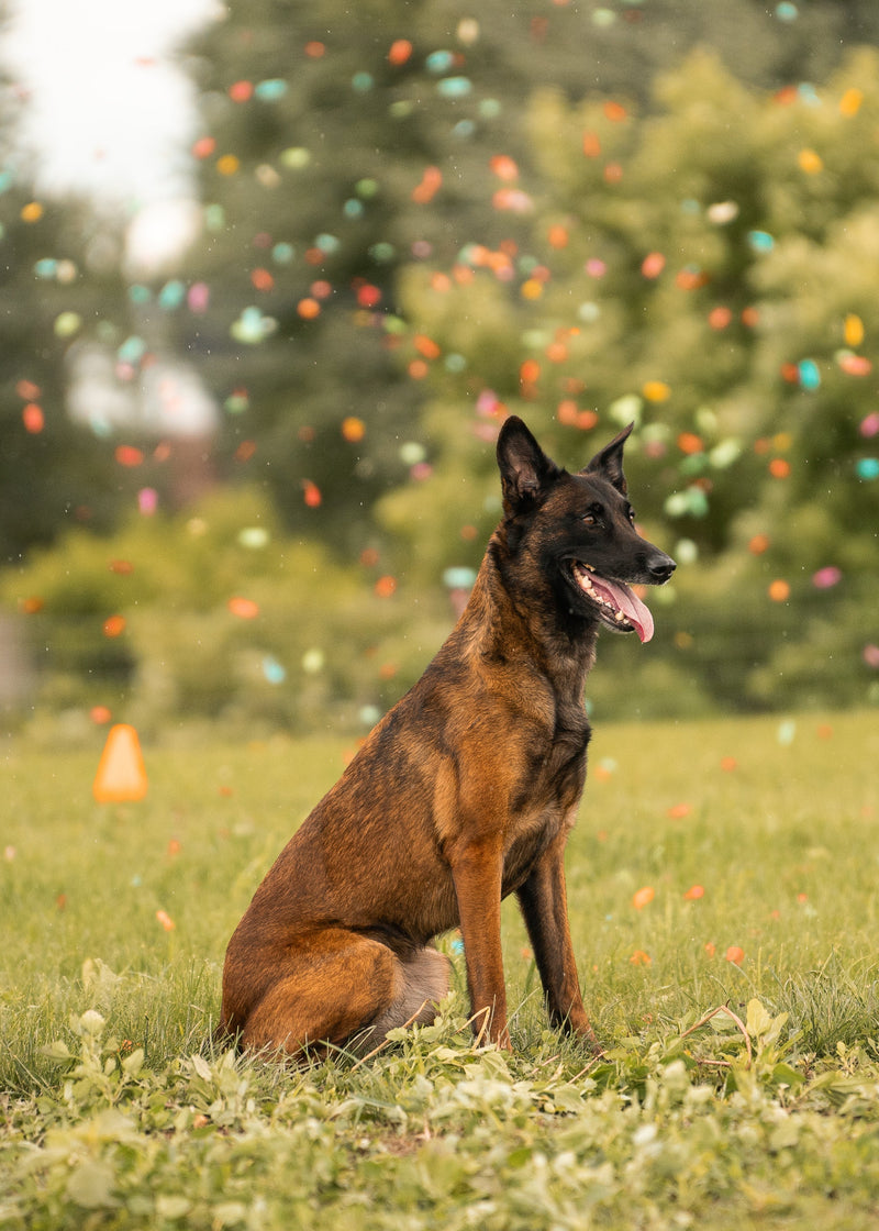 Dog sitting in a grassy field with colorful balloons in the background